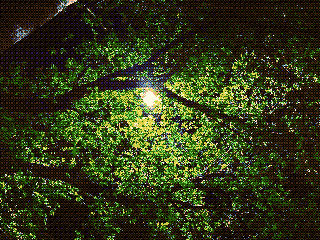 The underside of a tree, a lamplight illuminating a halo of leaves.